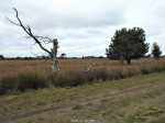 Wierdense Veld